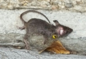RATA