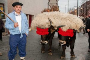 Bueyes en el desfile del Olentzero de Vitoria-Gasteiz
