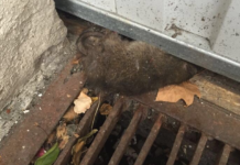 Colocan trampas contra ratas en alcantarillas de Vitoria
