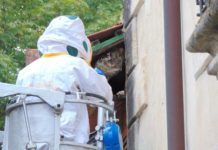 Álava retiró el doble de nidos de avispa asiática en 2016
