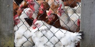 Los bomberos de Vitoria rescatan dos gallinas