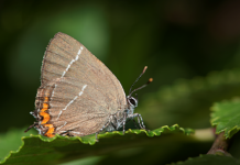 Oasis de mariposas en Álava