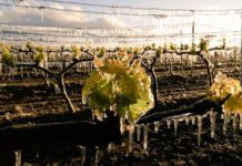 265 agricultores vascos reciben 3,2 millones para cosecha en verde