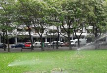 Aspersores que se cargan pajaritos en Vitoria Riegos caóticos en Vitoria ¡Morirán más árboles!
