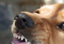 Vitoria: 8 razas de perros potencialmente peligrosos (FOTOS)
