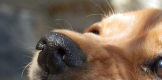 Vitoria: 8 razas de perros potencialmente peligrosos (FOTOS)