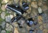 Peligro deliberado en Vitoria ¡Cristales donde juegan niños! Un incívico de Vitoria deja cristales donde juegan niños y perros