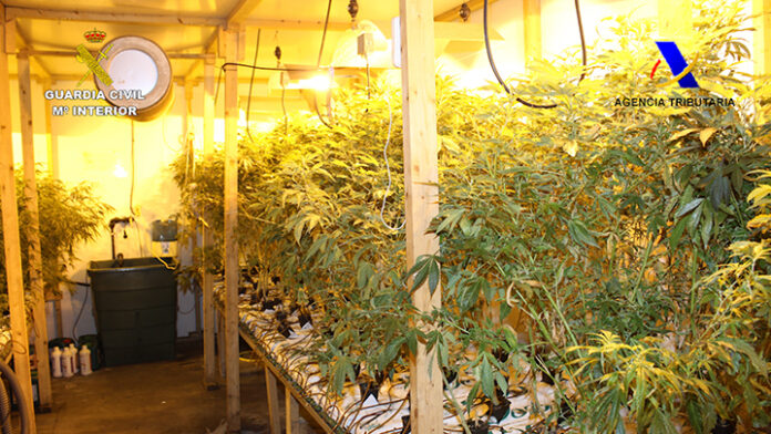 marihuana requisadas plantas marihuana requisadas plantas