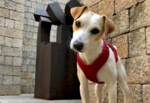 Pipper vuelve a Vitoria Pipper vuelve a Vitoria y Rioja Alavesa