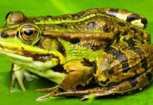 Vitoria actúa para atraer insectos, reptiles y sapos en sus parques sapo