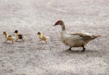 Vitorianos impiden a un hombre que coja un patito en una red patito red