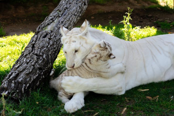 tigre