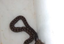 ¡Susto! Una serpiente en el garaje de unas viviendas de Vitoria