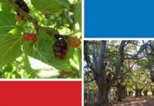 3 «Ekopaseos» en Álava con fruta gratis y sillas todoterreno