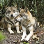 wolf-1384945_960_720-696×464