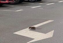 Conejos y ratas de paseo por Vitoria (2 VIDEOS)