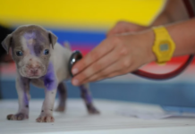 Propuesta ciudadana: Veterinarios gratis en Vitoria