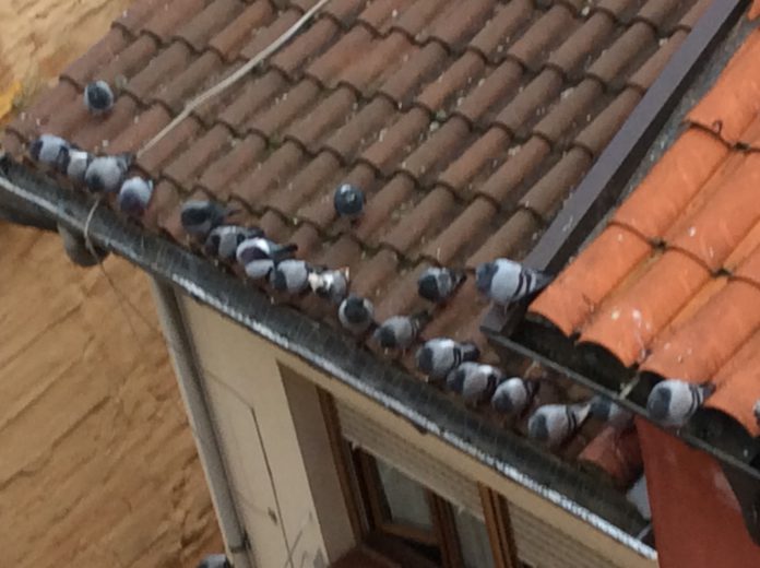 Entran palomas en casas de Vitoria al abrir ventanas ¡Consejos!