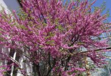 Vitoria colocará un árbol para «conseguir pareja» ¡Método!