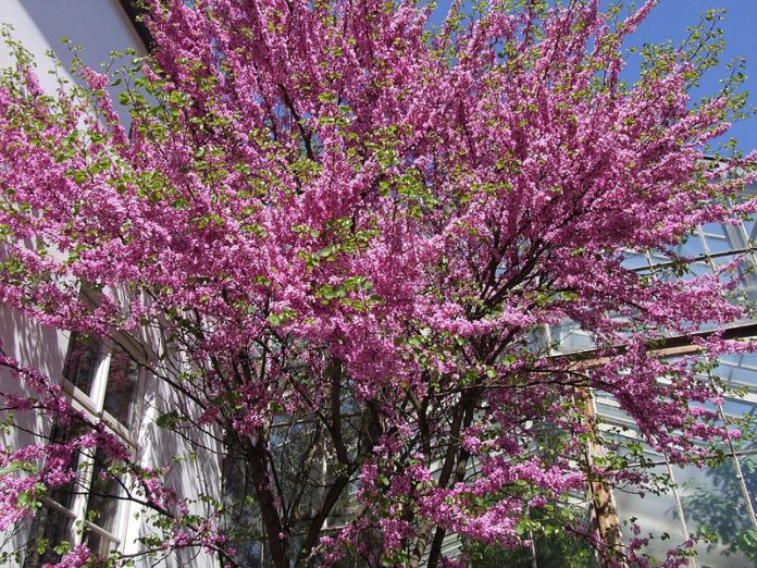 800px-Cercis_siliquastrum_a1