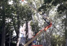 Mantenimiento del arbolado del Paseo de la Senda