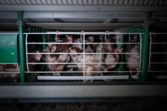 gallinas enjauladas Equalia