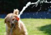 Las mascotas podrán bañarse en piscinas alavesas ¡Encuesta! Las mascotas podrán bañarse en piscinas alavesas ¡Encuesta!