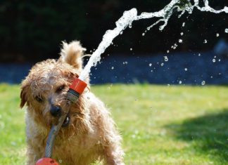 Las mascotas podrán bañarse en piscinas alavesas ¡Encuesta! Las mascotas podrán bañarse en piscinas alavesas ¡Encuesta!