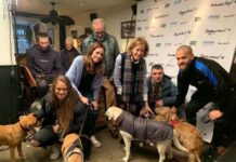 Vitoria competirá con 9 ciudades por la mejor para viajar con perro vitoria dog friendly