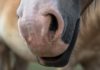 Sanción a vendedores de Vitoria del caballo extremamente desnutrido