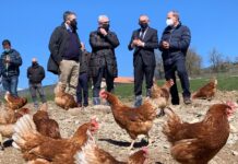 Una explotación alavesa producirá 840.000 huevos de gallina al año