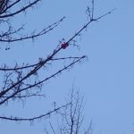 Exif_JPEG_420