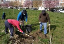 Plantan árboles de verdad en Vitoria, sin políticos a la foto