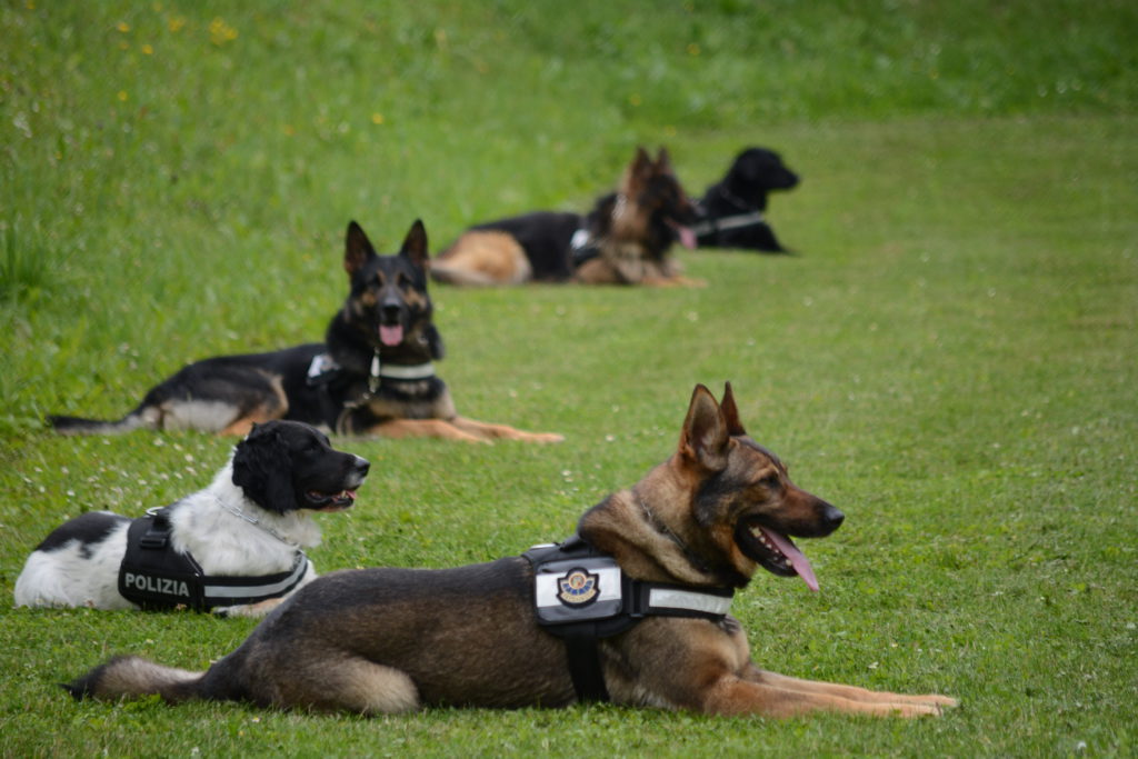 Desfile de perros TOP desde Mendi al centro de Vitoria