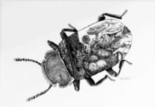 Vitoria acoge la historia de los insectos