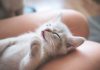 Año y medio sin repartir pienso para gatos en Vitoria ¿Quieres acoger un gatito en Vitoria? ¡No vas a dormir!