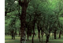bosque armentia