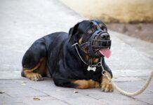 Vitoria: La propietaria del perro peligroso reclama control a otros