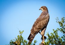 Vitoria estudia usar halcones Vitoria estudia usar halcones