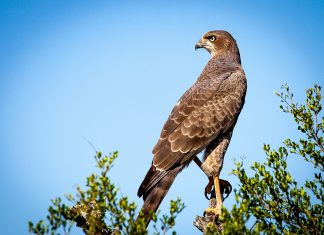Vitoria instalará 3 ‘casitas’ para atraer halcones Vitoria estudia usar halcones