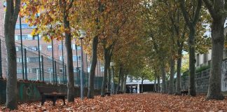 Mayores en Vitoria temen por riesgo de resbalones hojas vitoria