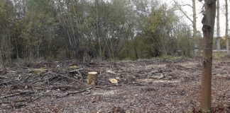 Vitoria tala 56 árboles antiguos "por seguridad"