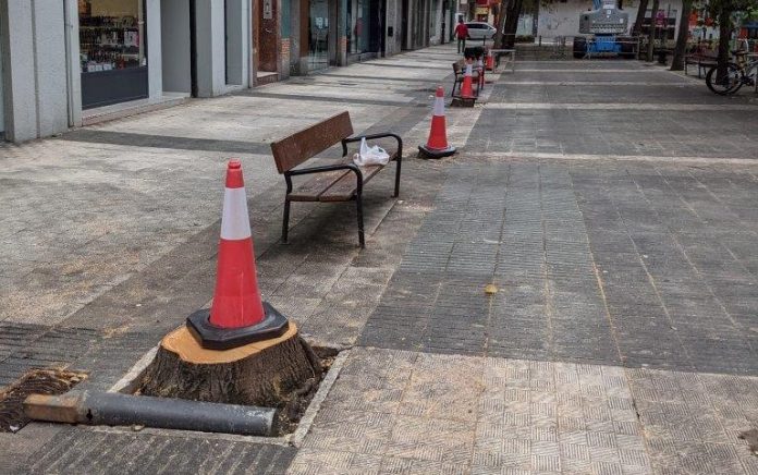 Tras cientos de talas, Vitoria apuesta por "conservar árboles"