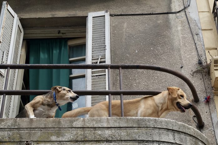 2 perros malviven en un balcón en Vitoria