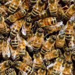abejas vitoria 3