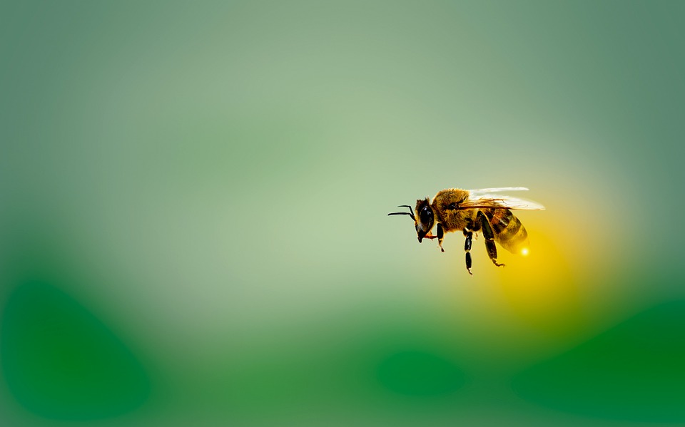 Proponen convivir en Vitoria con miles de abejas ¿Picaduras?