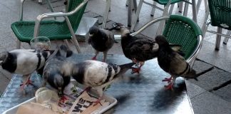 Aumentan las palomas en Vitoria y los riesgos