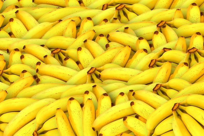 platano vitoria alcalde El plátano que disgusta al alcalde de Vitoria