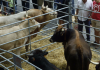 Domingo de Feria agroganadera en Álava Degustación de caldereta de ternera en Vitoria