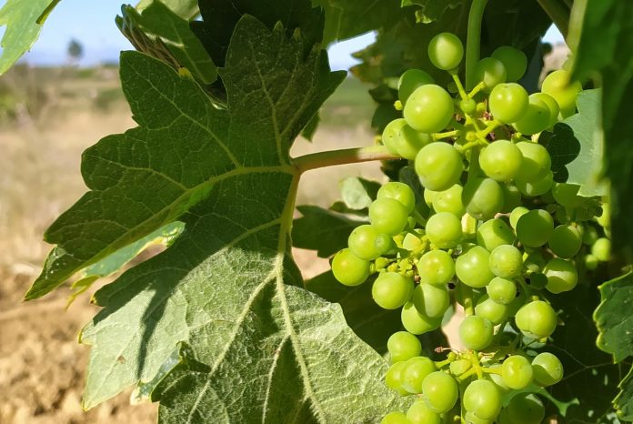 ¿Cuánto cuesta un kilo de uva para vinos alaveses?